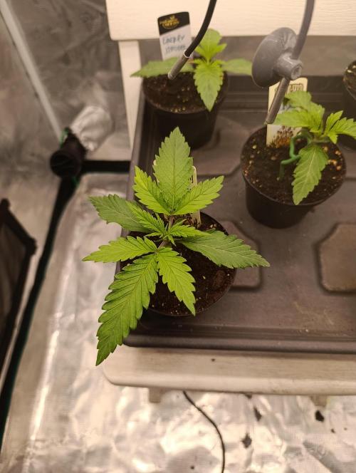 Malasana cookies/Exotic seeds. Week 1