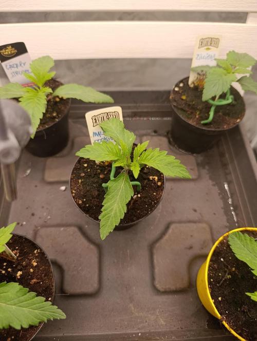 Malasana cookies/Exotic seeds. Week 1