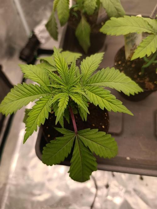 Malasana cookies/Exotic seeds. Week 1