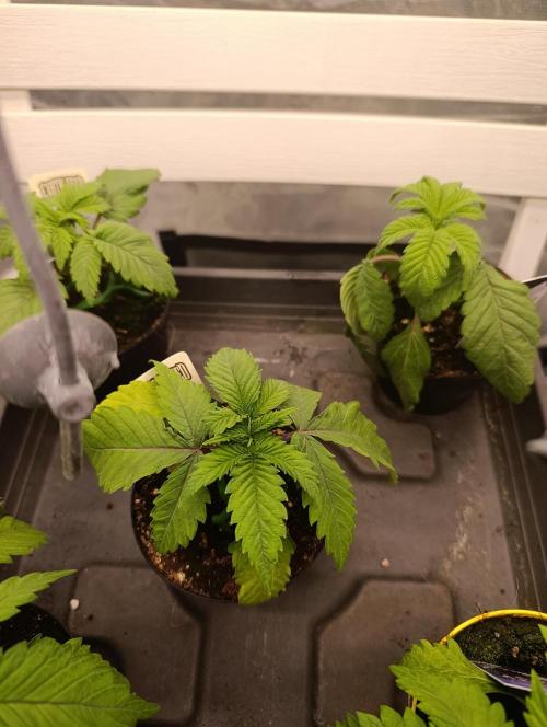 Malasana cookies/Exotic seeds. Week 1