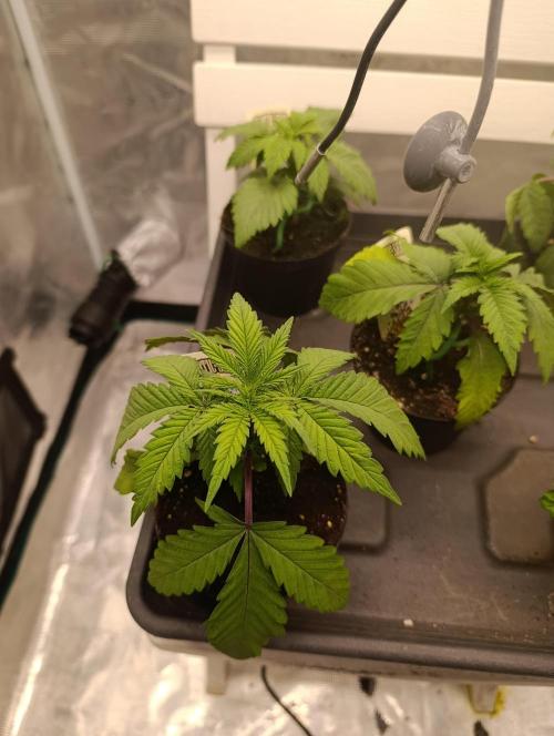 Malasana cookies/Exotic seeds. Week 1