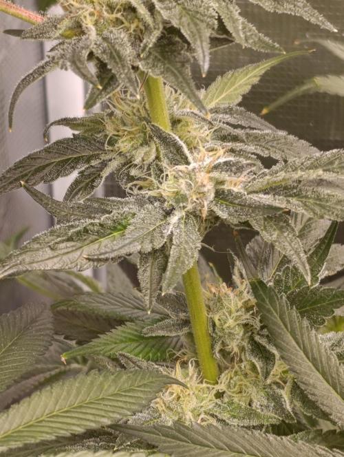 Candy breath Paradise seeds DWC. Week 10