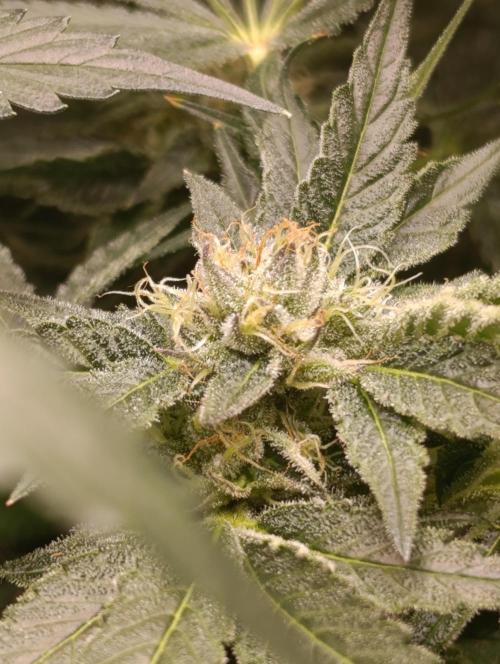 Candy breath Paradise seeds DWC. Week 10