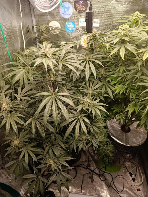 Candy breath Paradise seeds DWC. Week 10