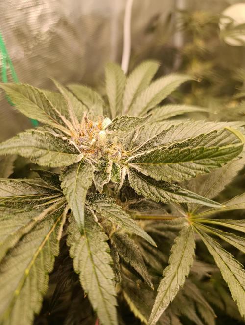 Candy breath Paradise seeds DWC. Week 10