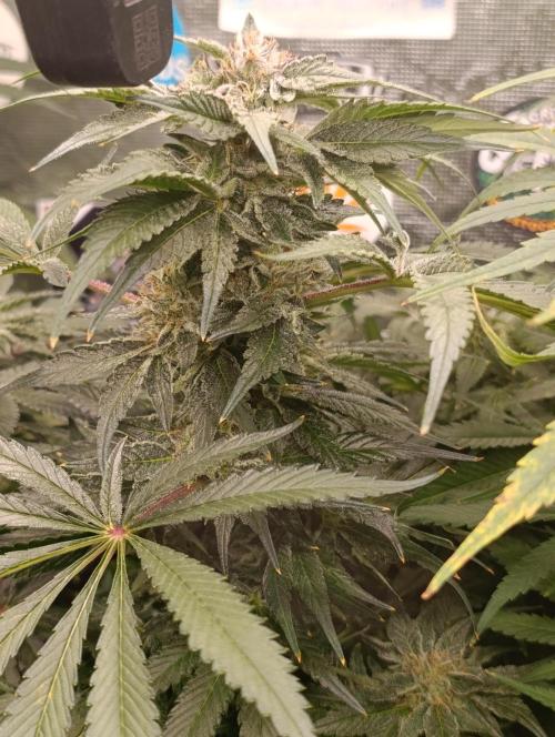 Candy breath Paradise seeds DWC. Week 10