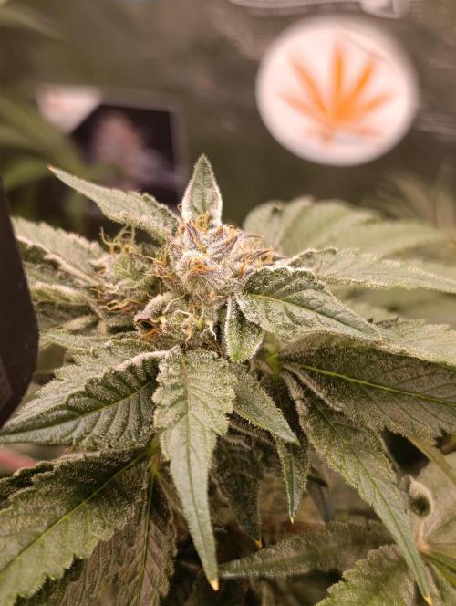 Candy breath Paradise seeds DWC. Week 10