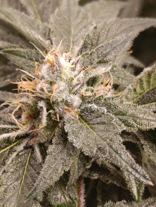 Candy breath Paradise seeds DWC. Week 10