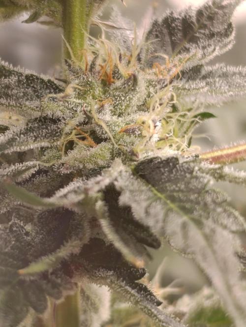 Candy breath Paradise seeds DWC. Week 10