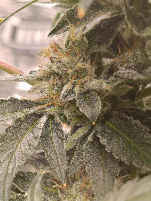 Candy breath Paradise seeds DWC. Week 10