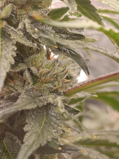 Candy breath Paradise seeds DWC. Week 10