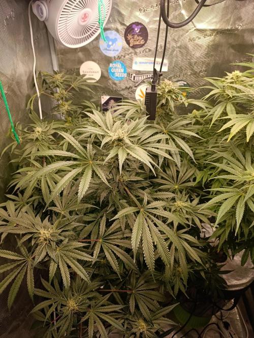 Candy breath Paradise seeds DWC. Week 10