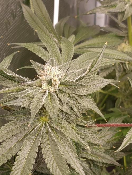 Candy breath Paradise seeds DWC. Week 10