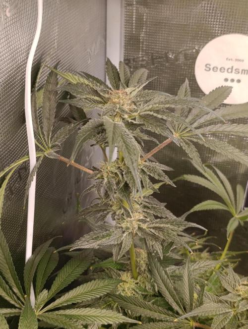 Candy breath Paradise seeds DWC. Week 10