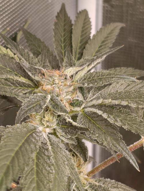 Candy breath Paradise seeds DWC. Week 10