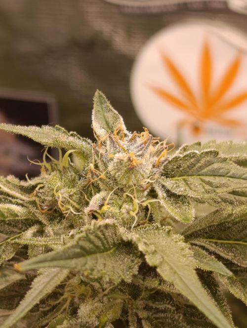 Candy breath Paradise seeds DWC. Week 10