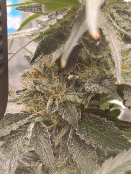 Candy breath Paradise seeds DWC. Week 10