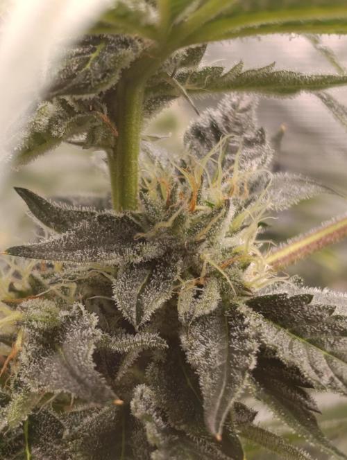 Candy breath Paradise seeds DWC. Week 10