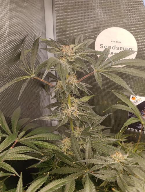 Candy breath Paradise seeds DWC. Week 10
