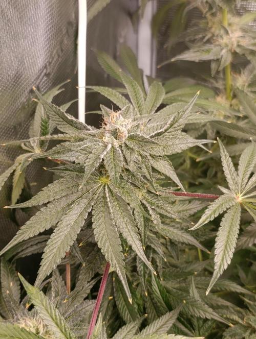 Candy breath Paradise seeds DWC. Week 10