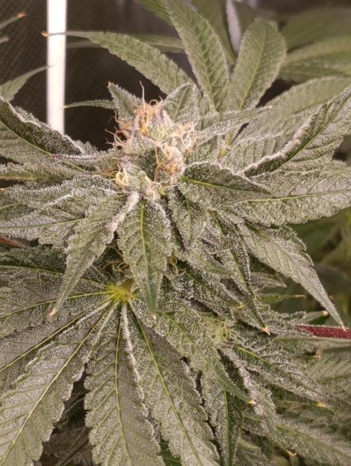 Candy breath Paradise seeds DWC. Week 10