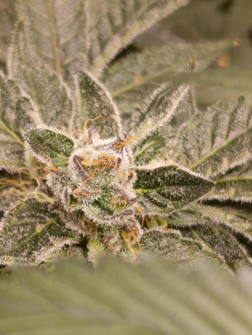 Candy breath Paradise seeds DWC. Week 10