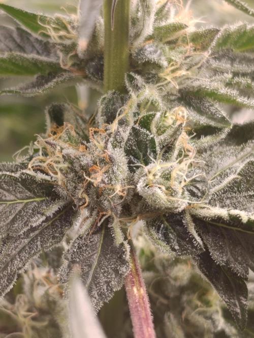 Candy breath Paradise seeds DWC. Week 10