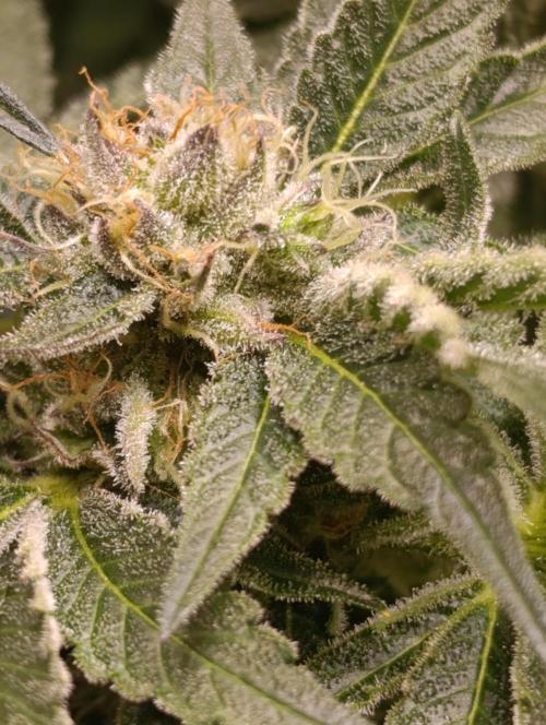 Candy breath Paradise seeds DWC. Week 10