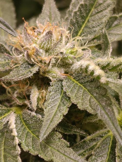 Candy breath Paradise seeds DWC. Week 10