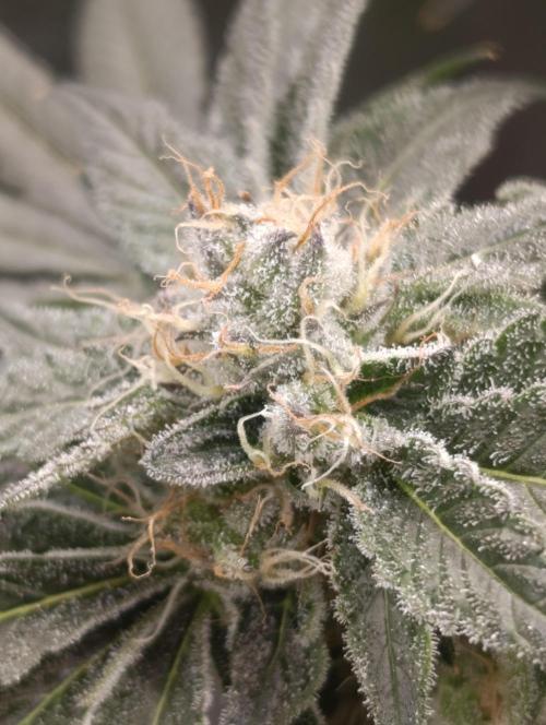 Candy breath Paradise seeds DWC. Week 10