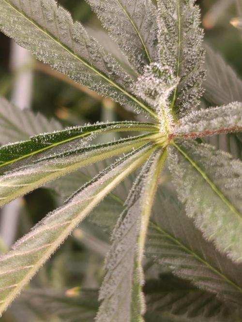 Candy breath Paradise seeds DWC. Week 10