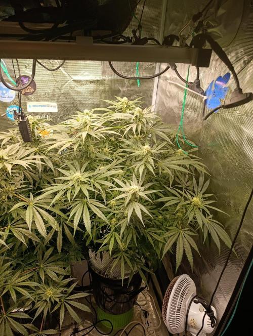 Smashberry Fumez Anesia DWC. Week 10