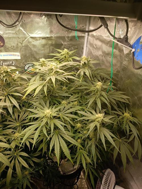 Smashberry Fumez Anesia DWC. Week 10