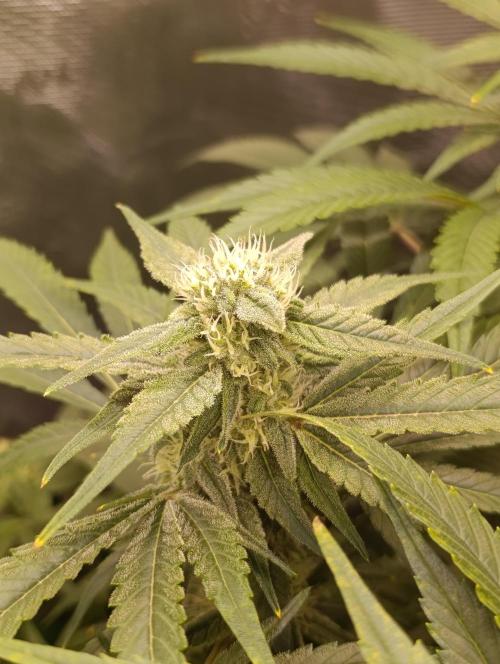 Smashberry Fumez Anesia DWC. Week 10