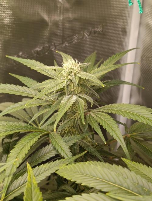 Smashberry Fumez Anesia DWC. Week 10