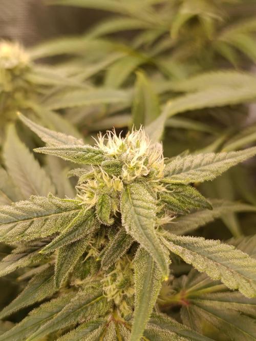 Smashberry Fumez Anesia DWC. Week 10