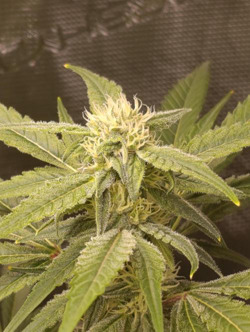 Smashberry Fumez Anesia DWC. Week 10