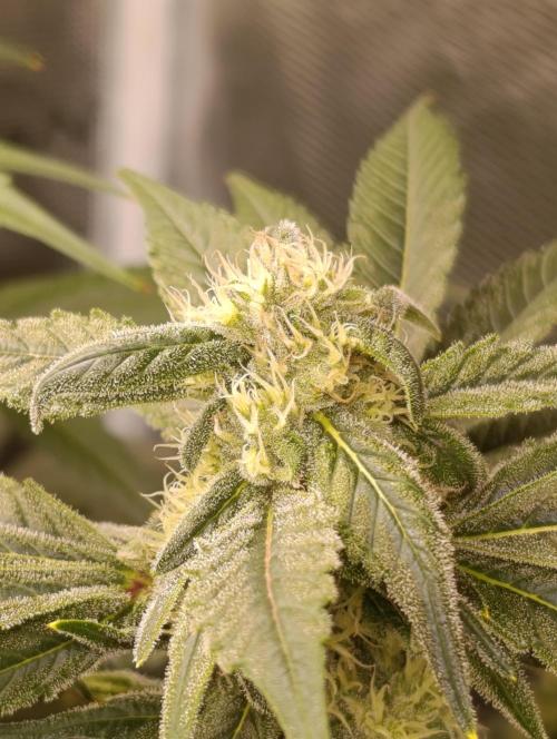 Smashberry Fumez Anesia DWC. Week 10