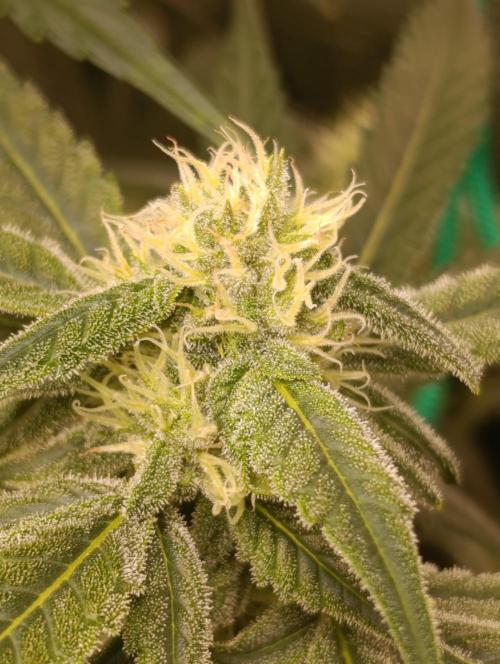 Smashberry Fumez Anesia DWC. Week 10