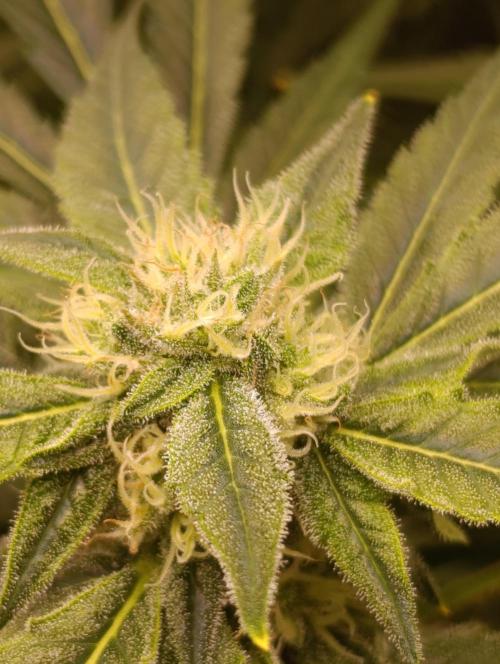 Smashberry Fumez Anesia DWC. Week 10