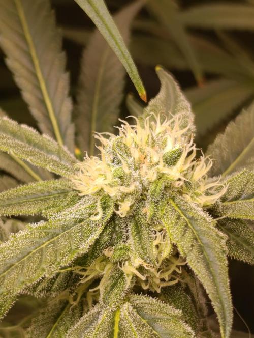 Smashberry Fumez Anesia DWC. Week 10