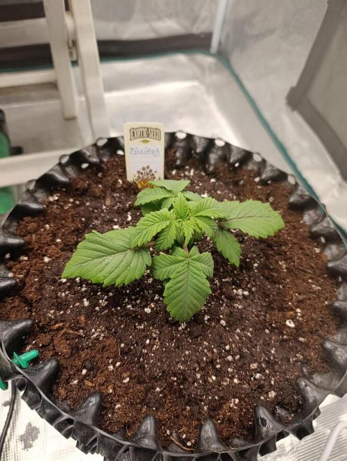 Zillions/Barney'S. Week 4