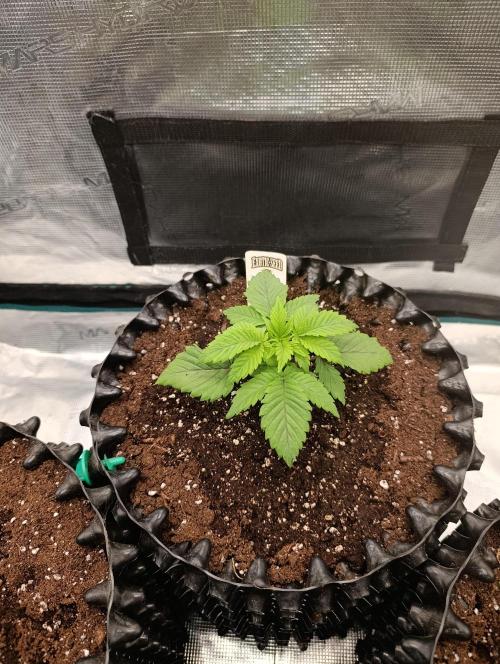 Zillions/Barney'S. Week 4