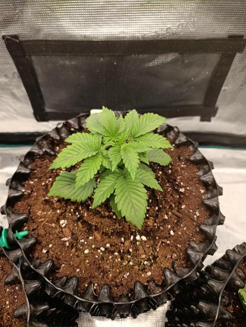 Zillions/Barney'S. Week 4
