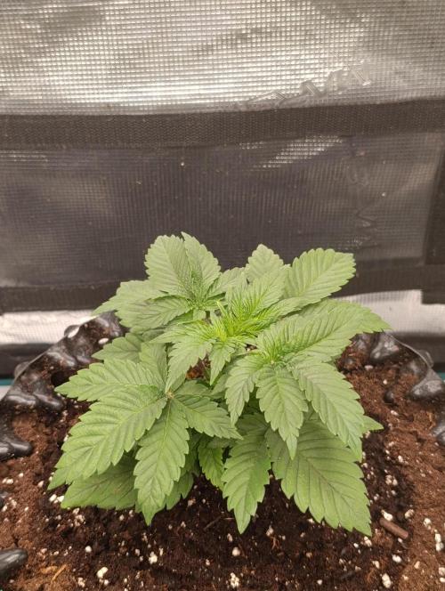Zillions/Barney'S. Week 4