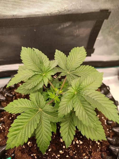 Zillions/Barney'S. Week 4