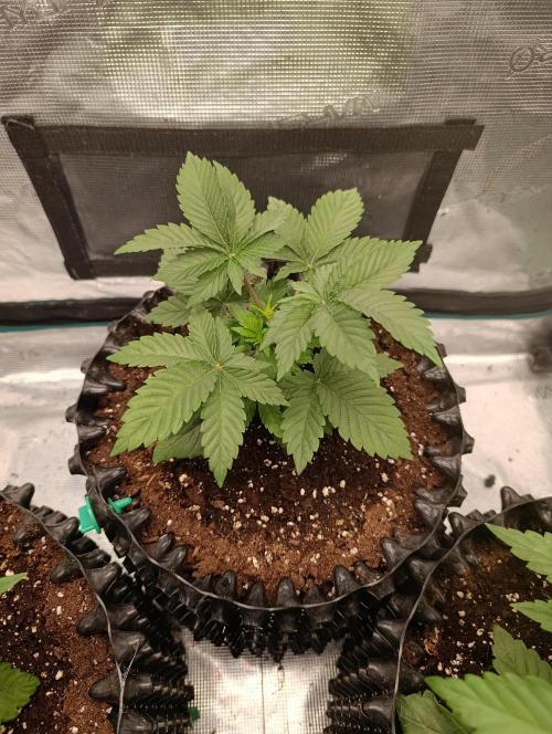 Zillions/Barney'S. Week 4