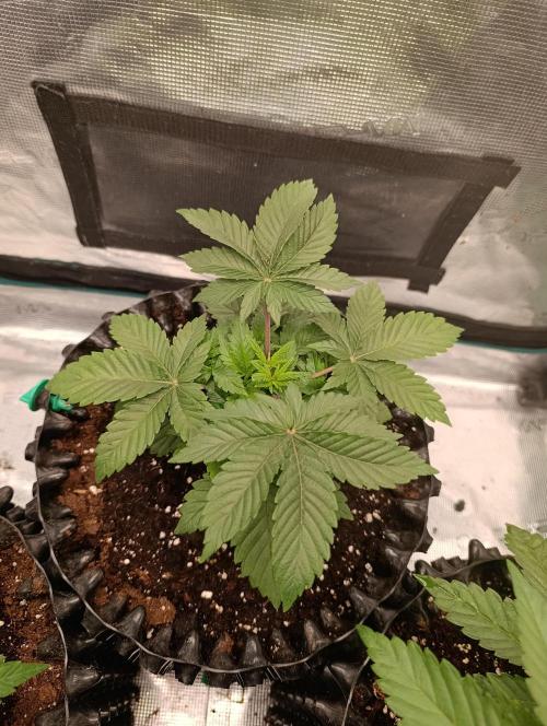 Zillions/Barney'S. Week 4