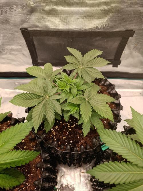 Zillions/Barney'S. Week 4