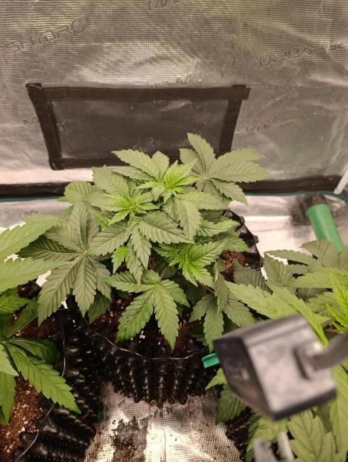 Zillions/Barney'S. Week 4